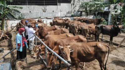 Lembaga Riset : Hewan Kurban 2024 di Indonesia Punya Potensi Ekonomi Rp28 Triliun