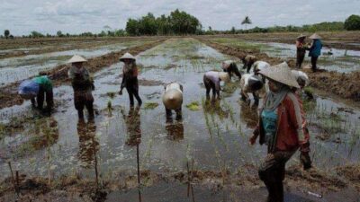 Edy Pratowo Sudah Diskusi dengan Menko Bidang Kamaritiman dan Investasi, Kalteng Siapkan 100 Ribu Hektare Lahan Pertanian