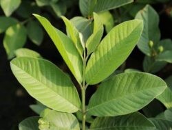 Begini Cara Mengolahnya, Daun Jambu Biji Bisa Dibikin Obat Batuk