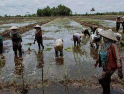 Edy Pratowo Sudah Diskusi dengan Menko Bidang Kamaritiman dan Investasi, Kalteng Siapkan 100 Ribu Hektare Lahan Pertanian