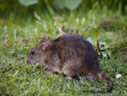 Dijamin Dapur Bebas Tikus, Simak Cara Berikut