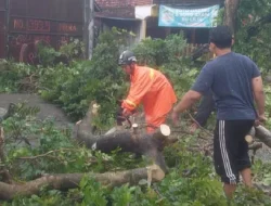 Kota Kediri Dilanda Cuaca Ekstrem: Pohon Tumbang di Lima Titik, 14 Rumah Warga Rusak