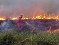 Update BNPB: Karhutla Riau Tembus 3.456 Hektare, Operasi Modifikasi Cuaca Terus Digencarkan