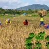 Targetkan 63 Ribu Hektare, Magetan Akselerasi Produksi Padi Lewat Varietas Genjah dan Mekanisasi