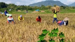 Targetkan 63 Ribu Hektare, Magetan Akselerasi Produksi Padi Lewat Varietas Genjah dan Mekanisasi