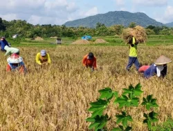 Targetkan 63 Ribu Hektare, Magetan Akselerasi Produksi Padi Lewat Varietas Genjah dan Mekanisasi