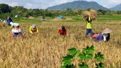 Targetkan 63 Ribu Hektare, Magetan Akselerasi Produksi Padi Lewat Varietas Genjah dan Mekanisasi