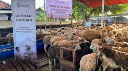 Program Qurban untuk Negeri Salurkan 2.239 Hewan Qurban kepada Hampir 20 Ribu Penerima Manfaat