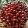 Dukung Kemandirian Energi, Pertamina Dorong Pengolahan Kelapa Sawit dari Hulu ke Hilir