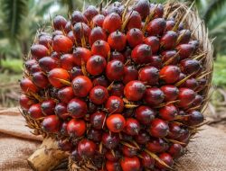Dukung Kemandirian Energi, Pertamina Dorong Pengolahan Kelapa Sawit dari Hulu ke Hilir