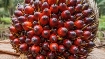 Dukung Kemandirian Energi, Pertamina Dorong Pengolahan Kelapa Sawit dari Hulu ke Hilir