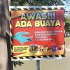 Buaya Muara Muncul di Kali Jagir, Warga Surabaya Diimbau Jauhi Aktivitas Sungai