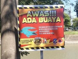 Buaya Muara Muncul di Kali Jagir, Warga Surabaya Diimbau Jauhi Aktivitas Sungai